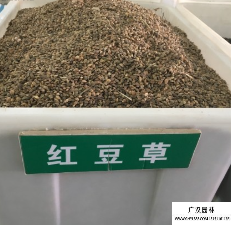 红豆草种子