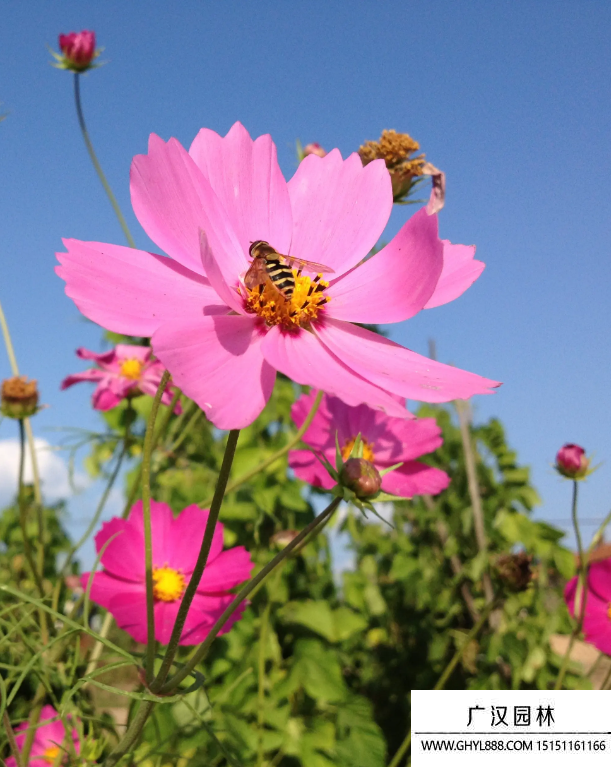 格桑花