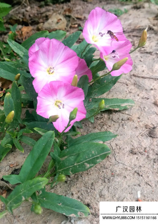 田旋花