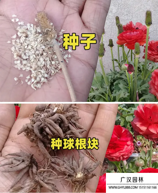 花毛茛